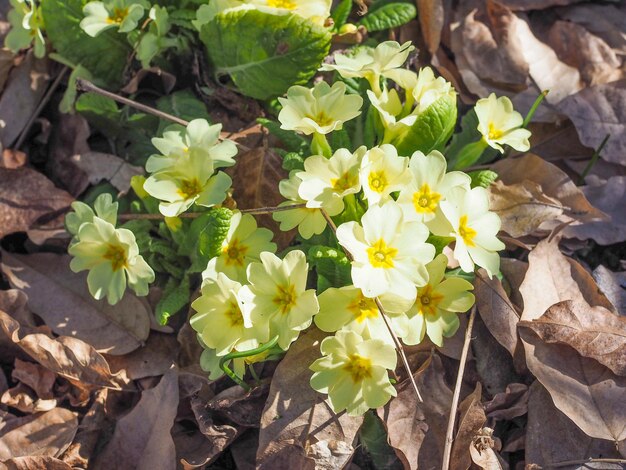 Gelbe Primelblüte