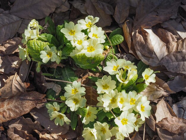 Gelbe Primelblüte