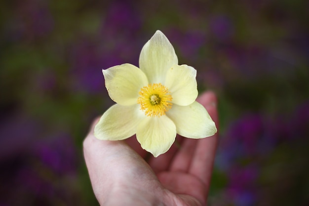 Gelbe Pulsatilla-Blume in der Hand