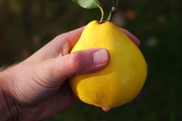 Gelbe Quittenfrucht in der menschlichen Hand