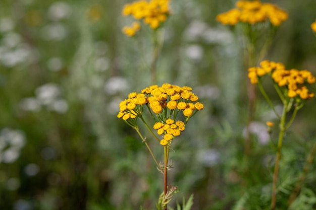 Foto gelbe rainfarnblüten tanacetum vulgare, gewöhnlicher rainfarn, bitterer knopf, kuhbitter oder goldene knöpfe