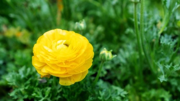 Gelbe Ranunkelblume in einem Garten