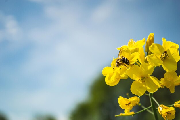 Gelbe Raps- oder Canola-Blüten, die für das Rapsöl angebaut werden Gelbes Blumenfeld mit Biene Frühling in Europa