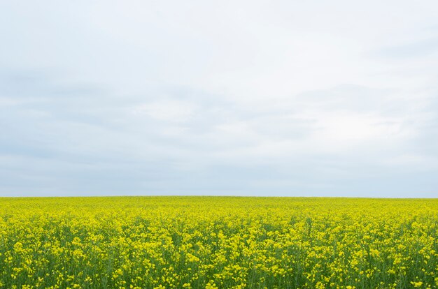 Gelbe Rapsblüten (lat. Brassica betrinken sich) gegen einen blauen Himmel