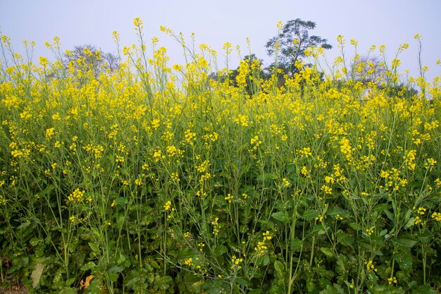 Gelbe Rapsblumen auf dem Feld mit selektivem Fokus des blauen Himmels Ansicht der natürlichen Landschaft