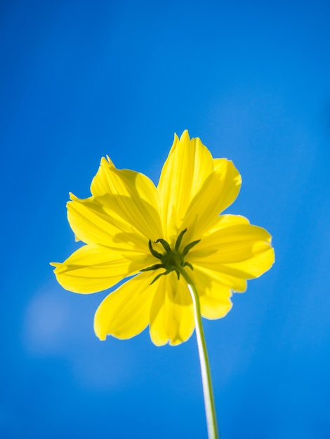 Gelbe Raumschiffblumen auf Hintergrund des blauen Himmels