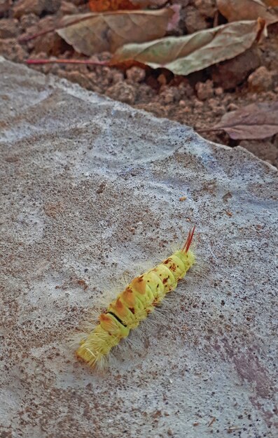 Gelbe Raupe auf dem Boden