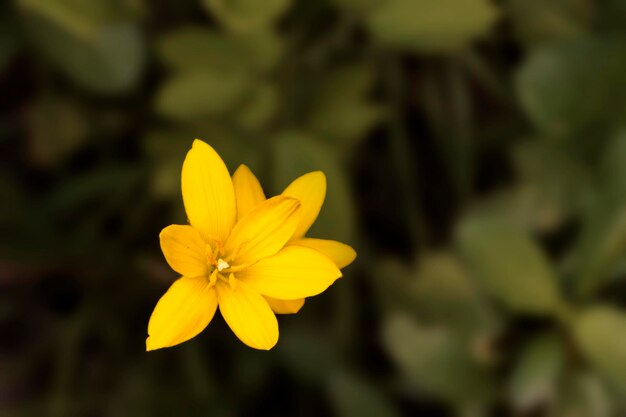 Gelbe Regenlilienblume mit ihrem frischen Pollen Nahaufnahme Foto Hintergrund verschwimmen Bokeh