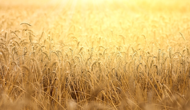 Gelbe reife Ähren in den Strahlen der untergehenden Sonne, Feld