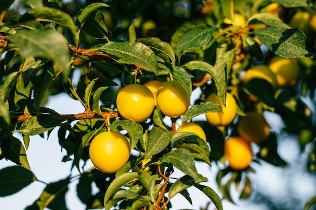 Gelbe reife Kirschpflaumen hängen am Zweig mit grünen Blättern des Pflaumenbaums, die vom morgendlichen Sonnenlicht beleuchtet werden Ernte- und Gartenvitamine und gesunde Lebensmittelkonservierung Konzept weicher Fokus