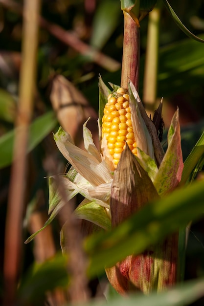 Gelbe reife Maisfrüchte im Sommer