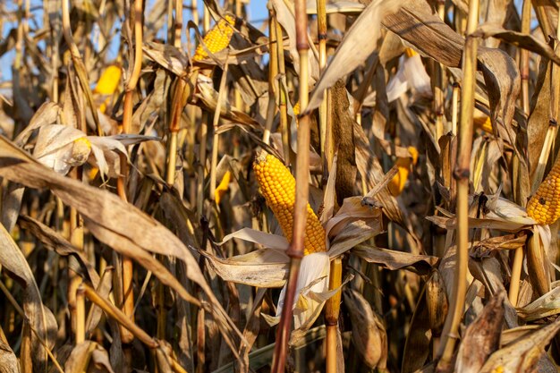 Gelbe reife Maisfrüchte im Sommer