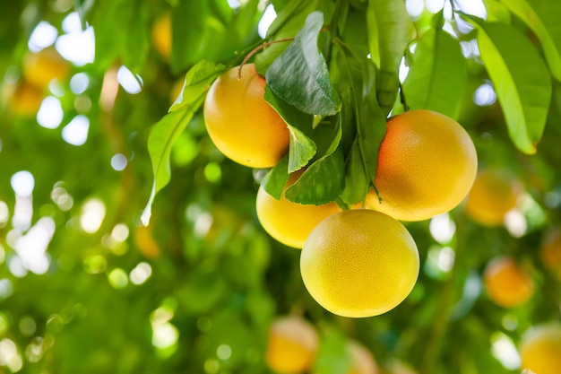 Gelbe reife Pampelmuse auf einem Baumast im Obstgarten.