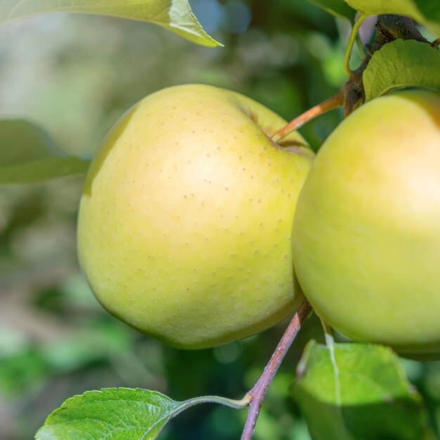 Gelbe reife Äpfel im Obstgarten, Apfelbaum, Golden Delicious