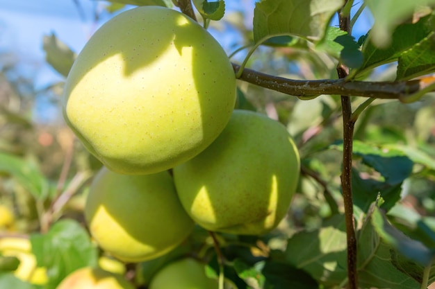 Gelbe reife Äpfel im Obstgarten, Apfelbaum, Golden Delicious