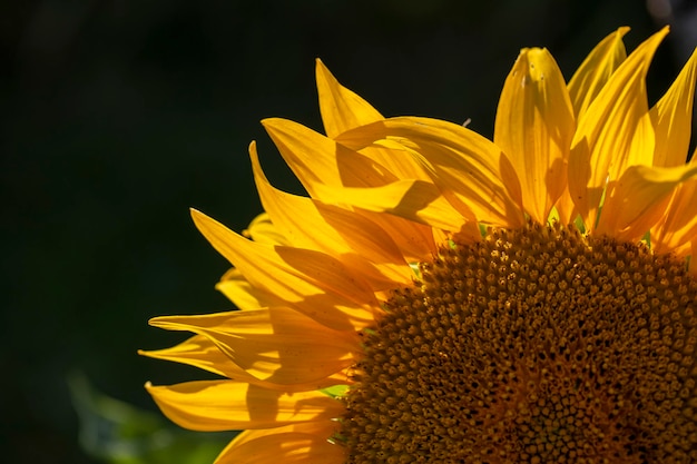 Gelbe reife Sonnenblumennahaufnahme auf einem dunklen Hintergrund
