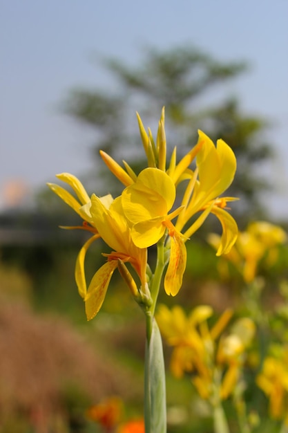 Gelbe riesige Canna-Blume im Park