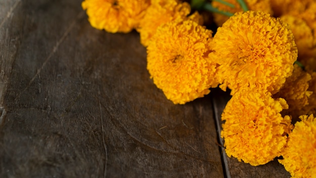 Gelbe Ringelblume ist ein Symbol des Wohlstands. Thailands Überzeugungen.