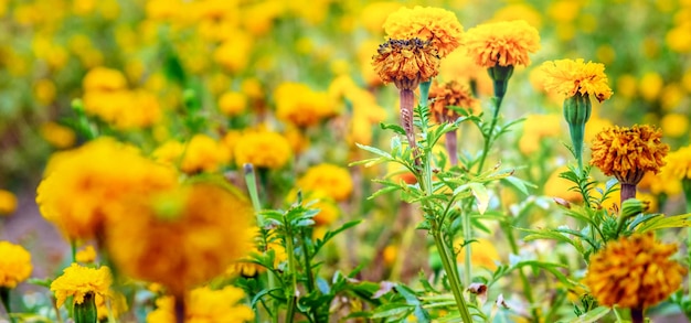 Gelbe Ringelblumen beginnen am Ringelblumenfeld zu welken. Trockene Ringelblumen am Baum