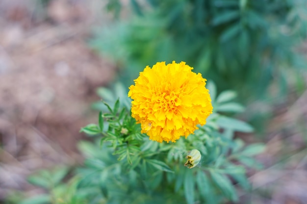 Gelbe Ringelblumen blühen im Garten, Weichzeichnung.