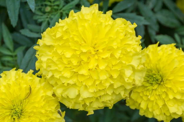 Gelbe Ringelblumen blühen im Garten