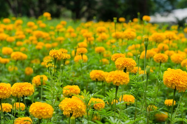 Gelbe Ringelblumen, die im Garten blühen