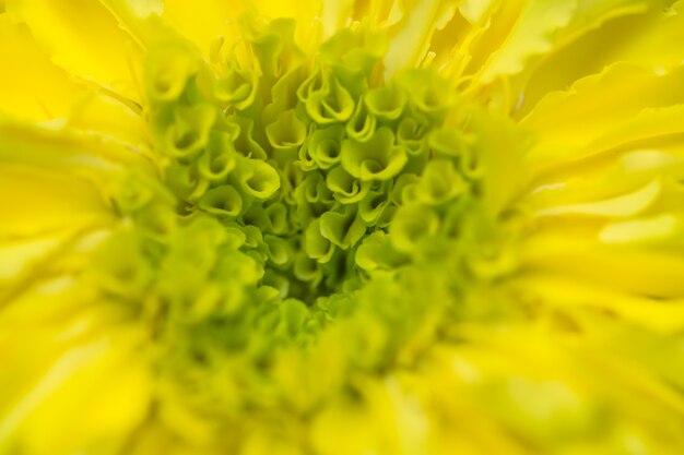 Gelbe Ringelblumenblüten Hintergrund