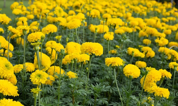 Gelbe Ringelblumenblume im Garten