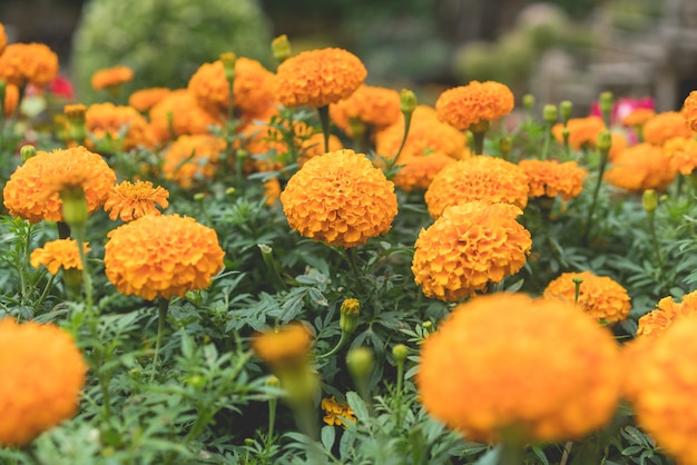 Gelbe Ringelblumenblume im Gartenabschluß oben