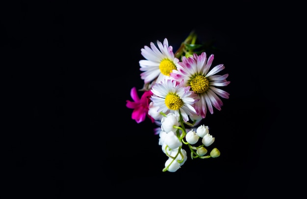 Gelbe rosa Geschenkfrühlingsblumen kopieren Raum schwarzen Hintergrund