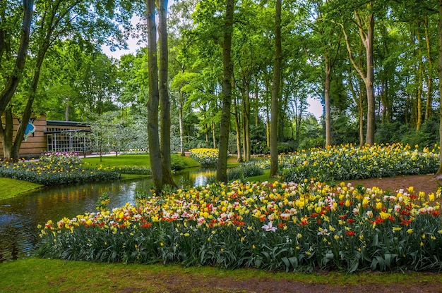 Gelbe, rosa und schwarze Tulpen in der Nähe des Flusses Keukenhof Park Lisse in Holland