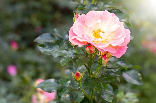 gelbe Rose Blume in einem Garten