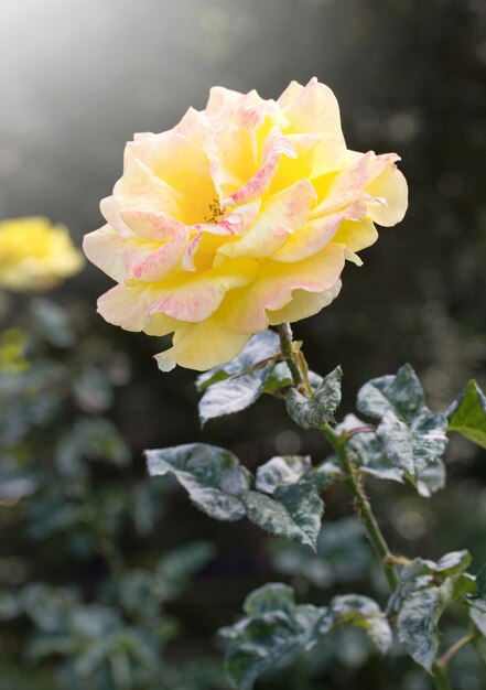 gelbe Rose Blume in einem Garten