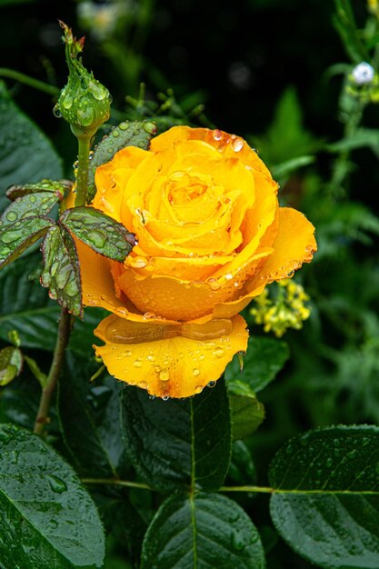 Gelbe Rose im Garten auf einem Blumenbeet an einem Sommertag