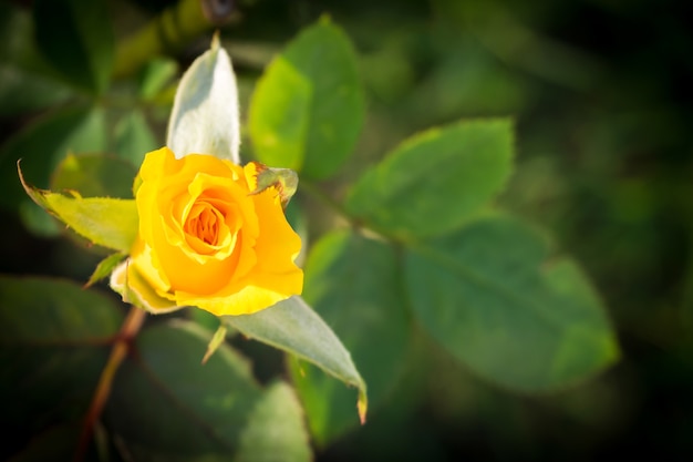 Gelbe Rose in einem Garten.