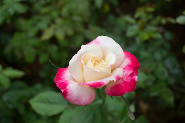 Gelbe Rose mit roten Spitzen mutig im Garten