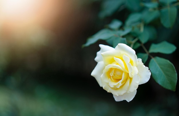 Foto gelbe rose mit sonnenlicht im garten