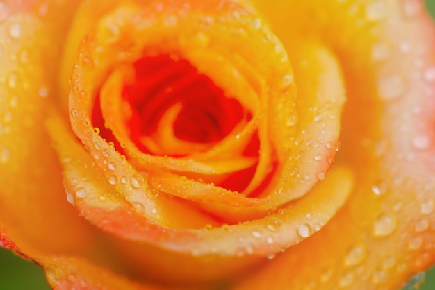 Gelbe Rose mit Tropfen nach Regen Makrofoto einer Blume mit Tautropfen