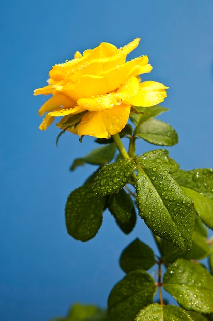 Gelbe rosen auf blauem hintergrund rosen bedeuten hell, fröhlich und fröhlich, schaffen warme gefühle und sorgen für glück