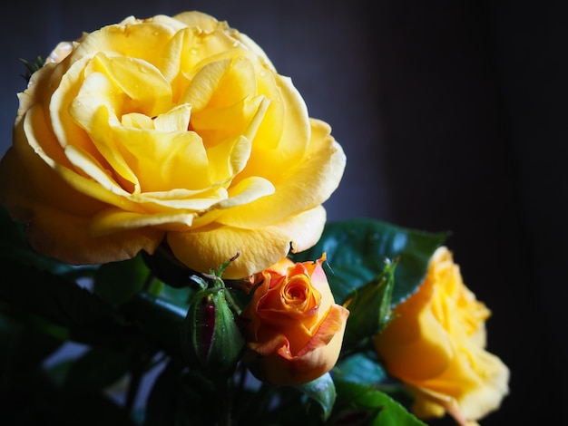 Gelbe Rosen auf dunklem Hintergrund Schöner Strauß aus 3 Rosen Postkarte mit 8. März Muttertag oder Valentinstag Zarte Rosenblätter