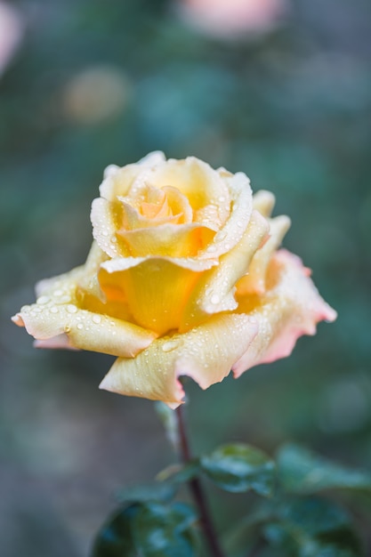 Gelbe Rosen auf frischem grünem Blatt