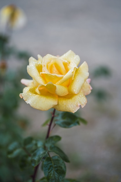 Gelbe Rosen auf frischem grünem Blatt.