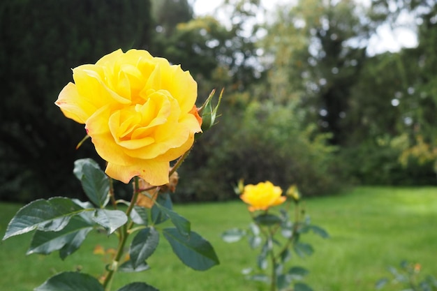 Gelbe Rosen im Garten oder Park Banja Koviljaca Serbien Ein Strauch aus gelben Hybrid-Teerosen als Dekoration in der Landschaftsgestaltung Blumenzucht und Gartenarbeit als Hobby