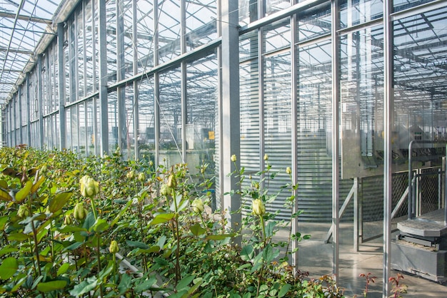 Gelbe Rosen im Industriegewächshaus mit Glaswand und Dach