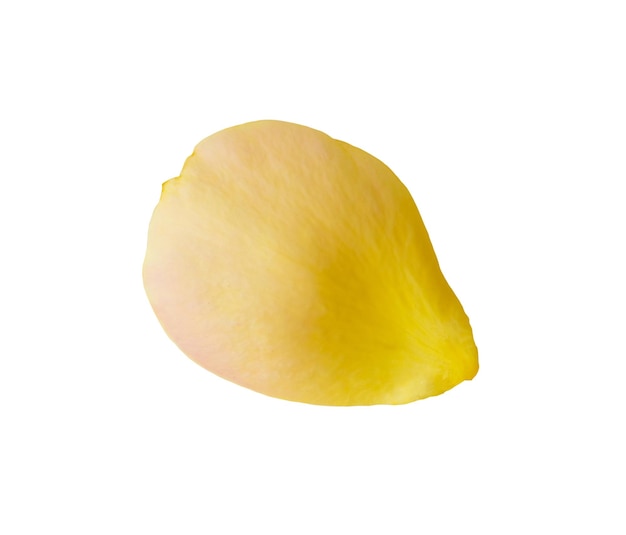 Gelbe Rosenblätter isoliert auf weißem Hintergrund mit Beschneidungspfad