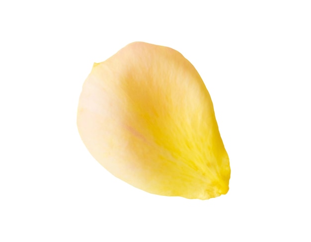 Gelbe Rosenblätter isoliert auf weißem Hintergrund mit Beschneidungspfad