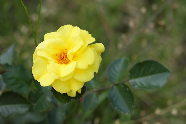 Gelbe Rosenblüte in voller Blüte auf Rosenpflanze Schöner Busch von gelben Rosen in einem Frühlingsgarten Nahaufnahme einer gelben Rose