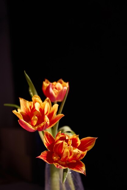 Gelbe rote Tulpen gegen schwarzen Hintergrund im schönen Sonnenlicht