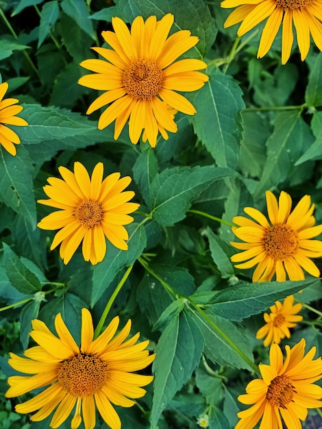 Gelbe Rudbeckia blüht im Garten