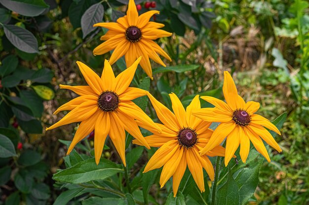 Gelbe Rudbeckia-Blüten im Sommergarten